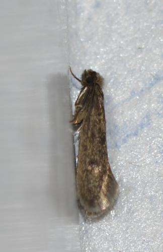 Réf. 239 431 : Tinea sp.